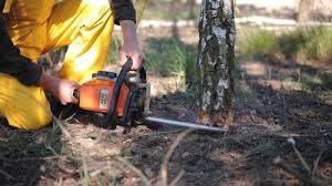 Best Storm Damage Tree Cleanup  in Grant, MN