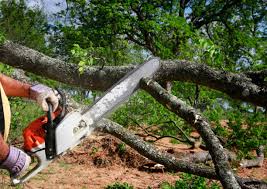 Best Tree Mulching  in Grant, MN