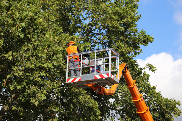 Best Emergency Tree Removal  in Grant, MN