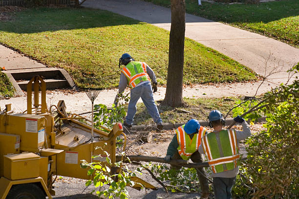 Best Tree Cabling and Bracing  in Grant, MN