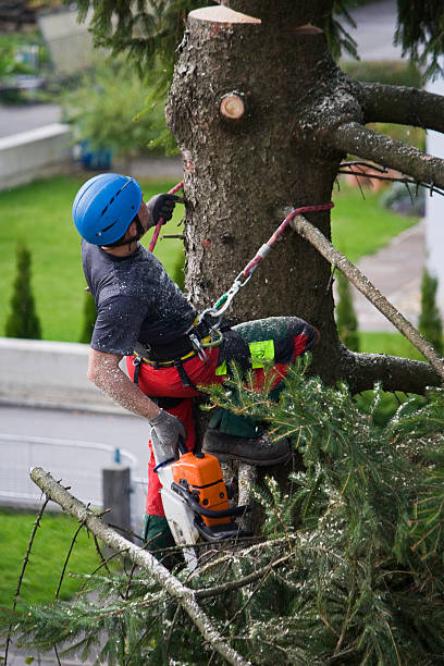 Best Firewood Processing and Delivery  in Grant, MN