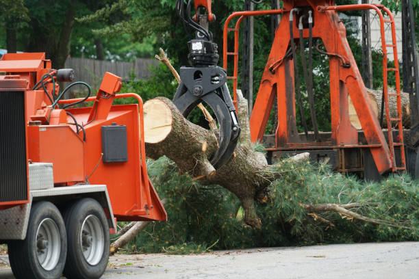  Grant, MN Tree Removal Pros